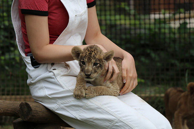 富士サファリパーク　ライオンの赤ちゃん