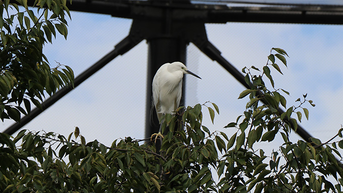 天王寺動物園　鳥の楽園