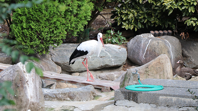天王寺動物園　鳥の楽園