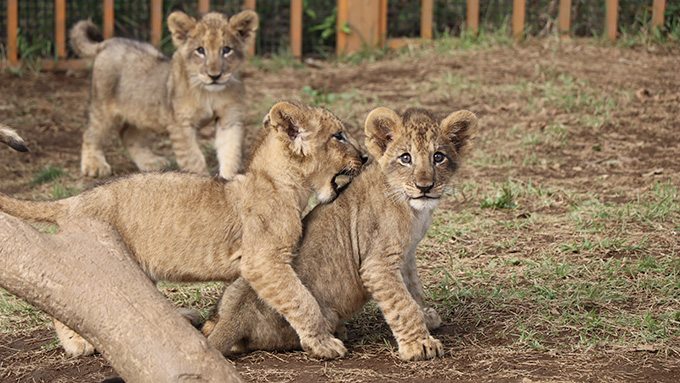 ライオンの赤ちゃんがいっぱい