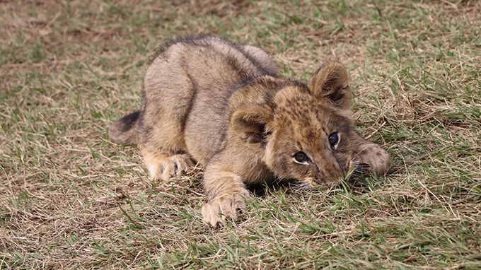 ライオンの赤ちゃんが獲物を狙う
