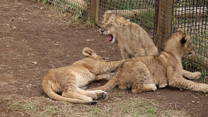 ライオンの赤ちゃんがじゃれているところ