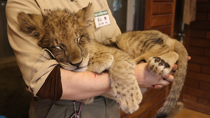 ライオンの赤ちゃんがお姉さんに抱かれる