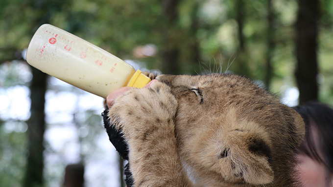 ライオンの赤ちゃん哺乳瓶を飲む