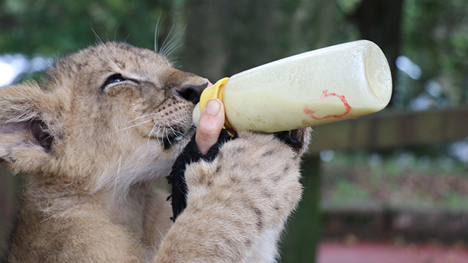 ライオンの赤ちゃんミルクを飲む