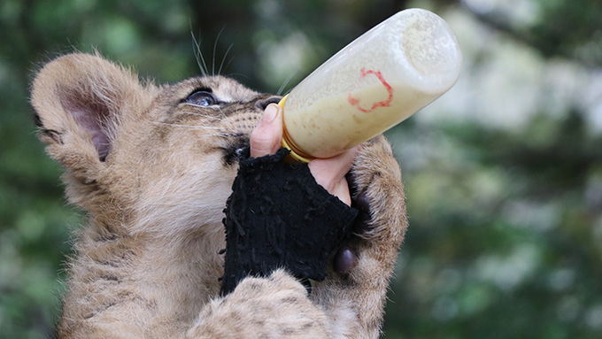 ライオンの赤ちゃんミルクを飲む